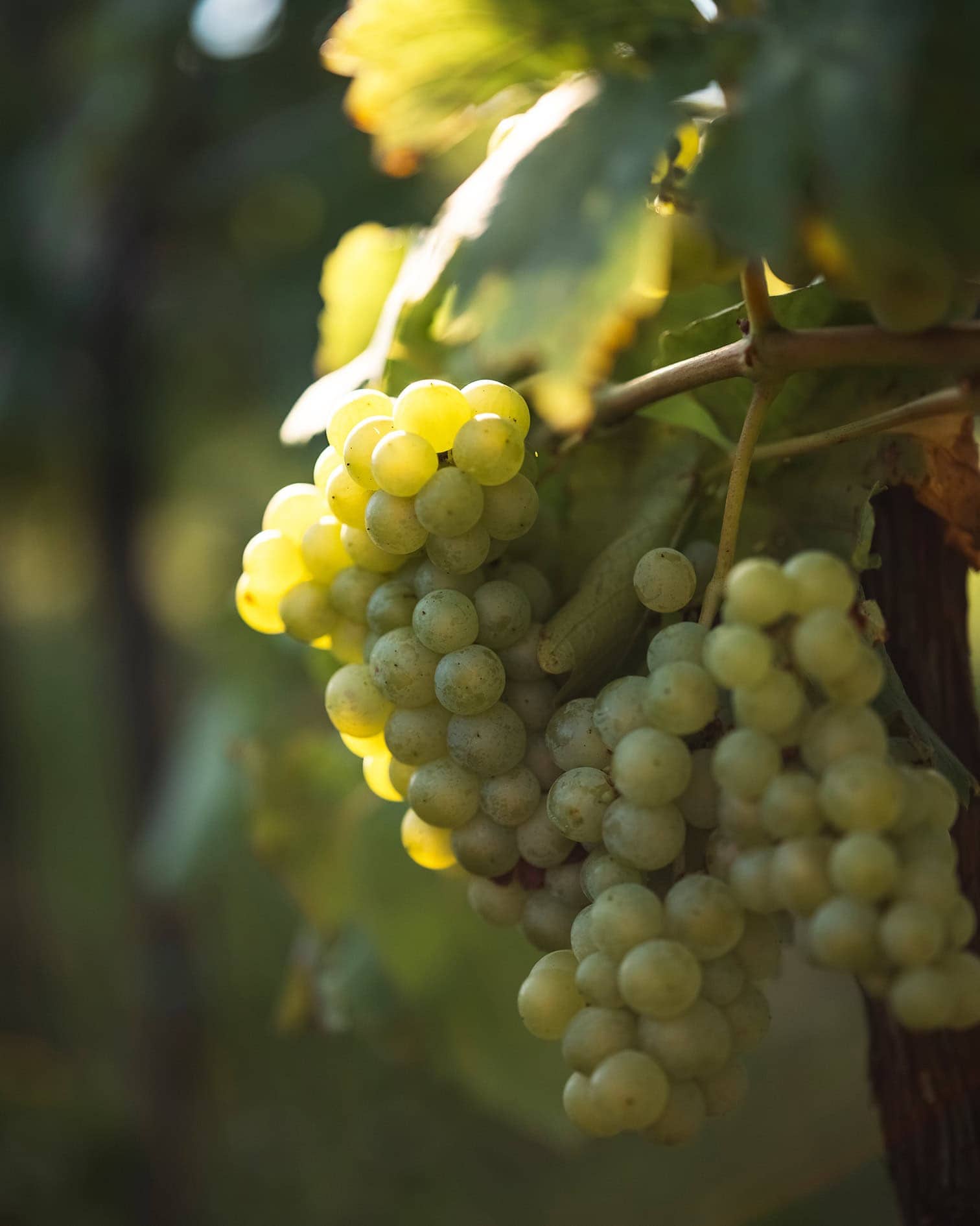 Zrele grožđice na trsju u vinogradu.