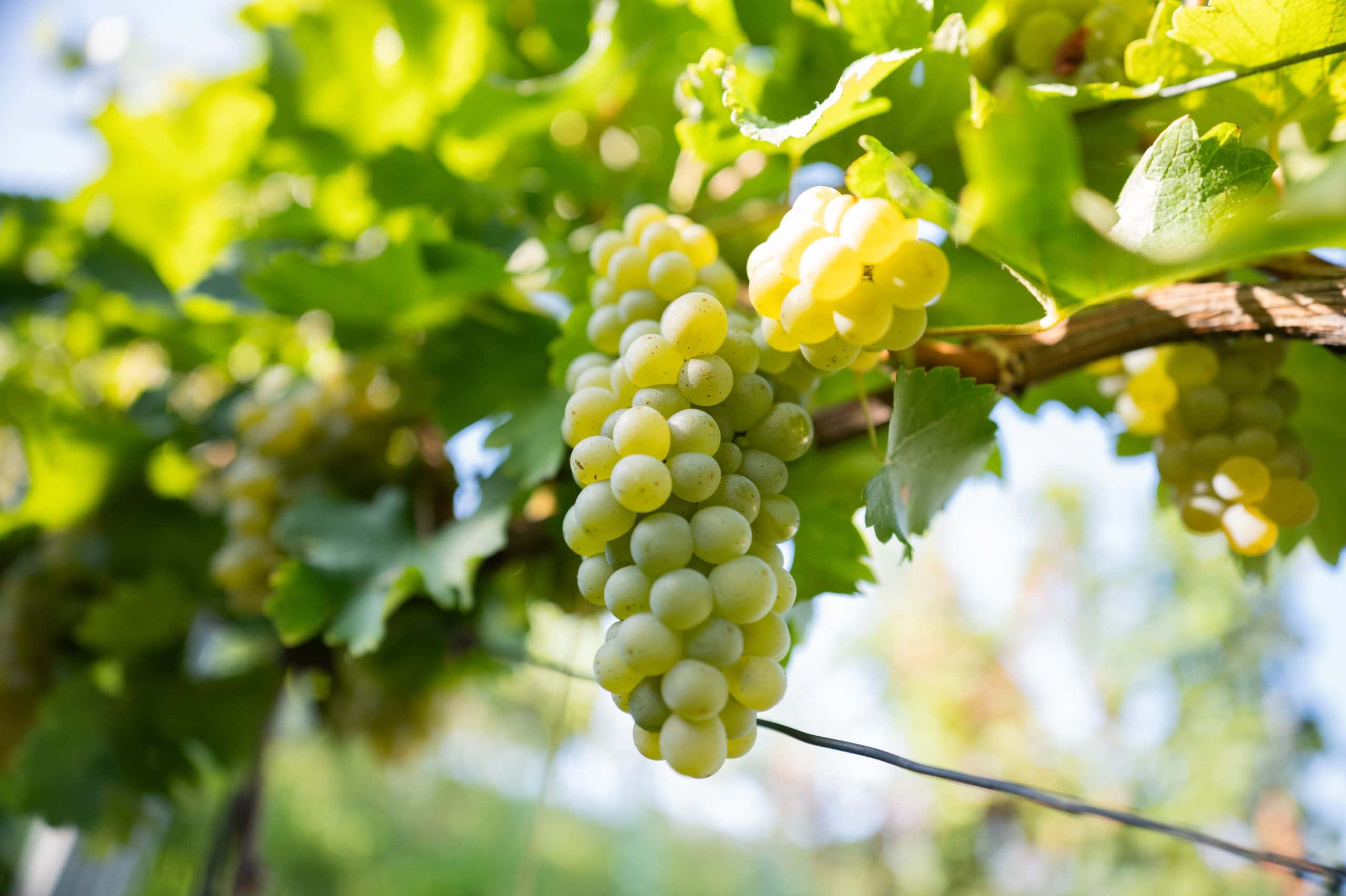 Zrele grožđice na trsju u vinogradu.