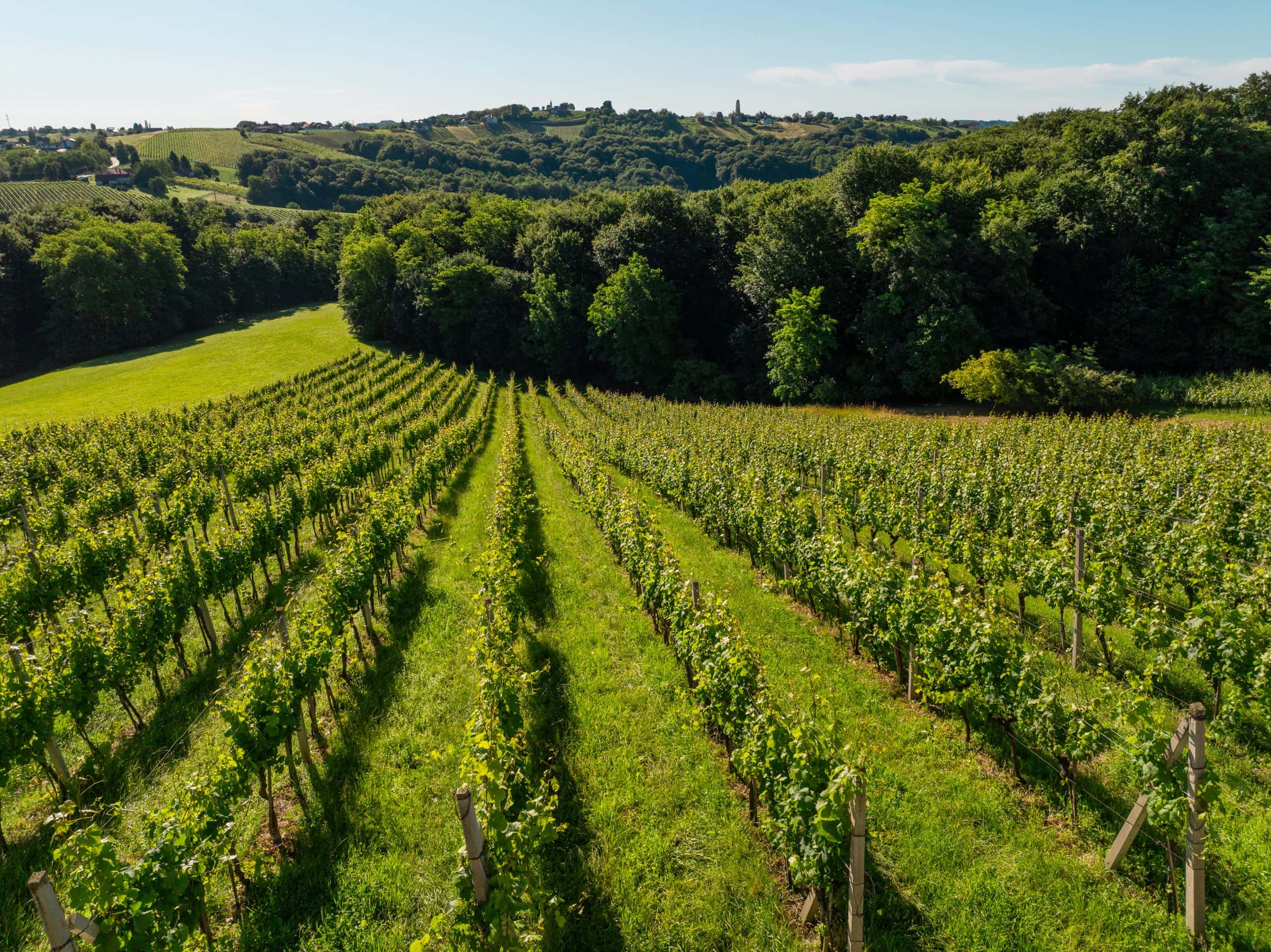 Vinski vinograd u vinogradarskom području s pogledom na brda.