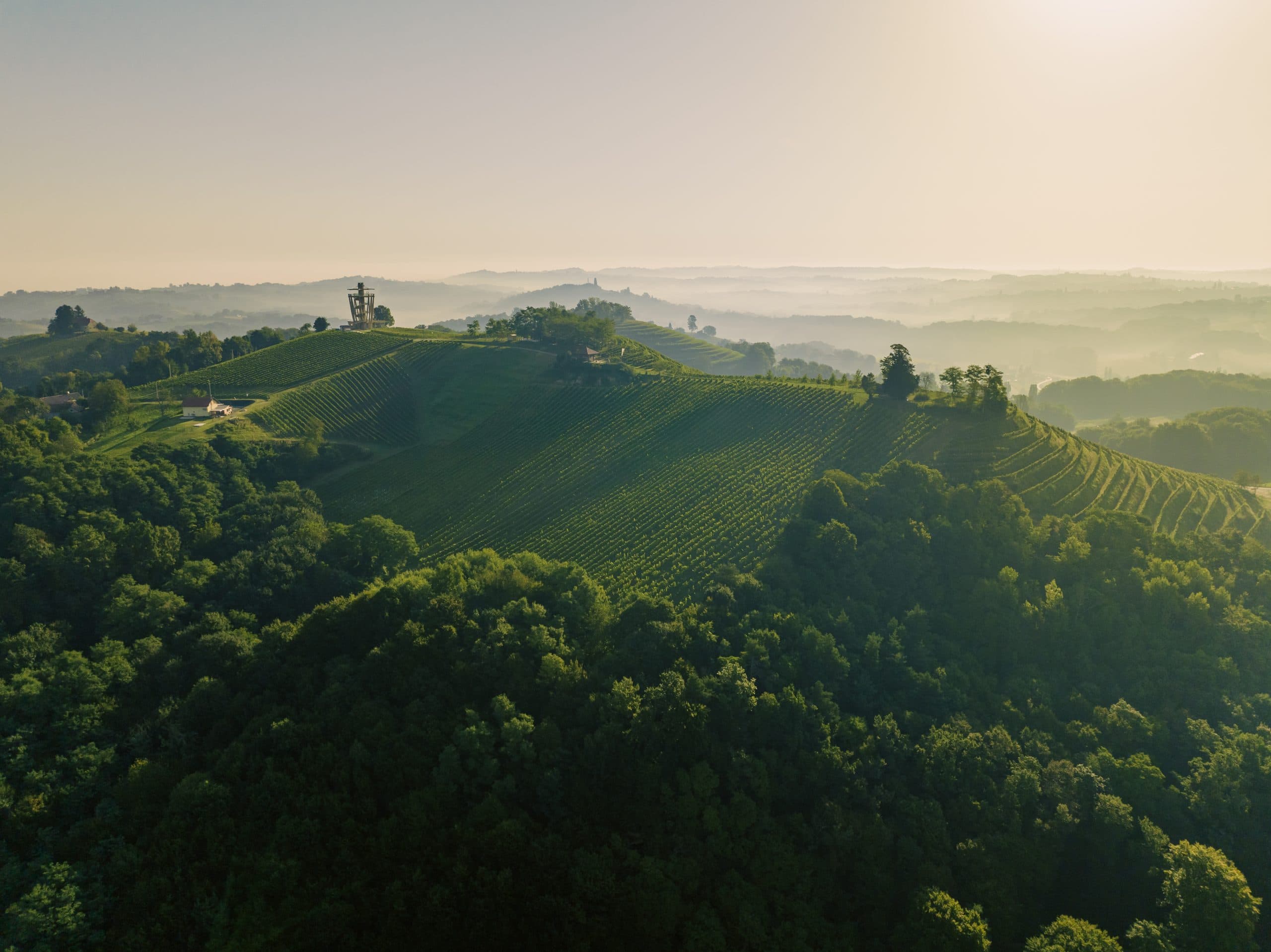 Vinska regija na brežuljcima s vinogradima i pogledom na obalu.