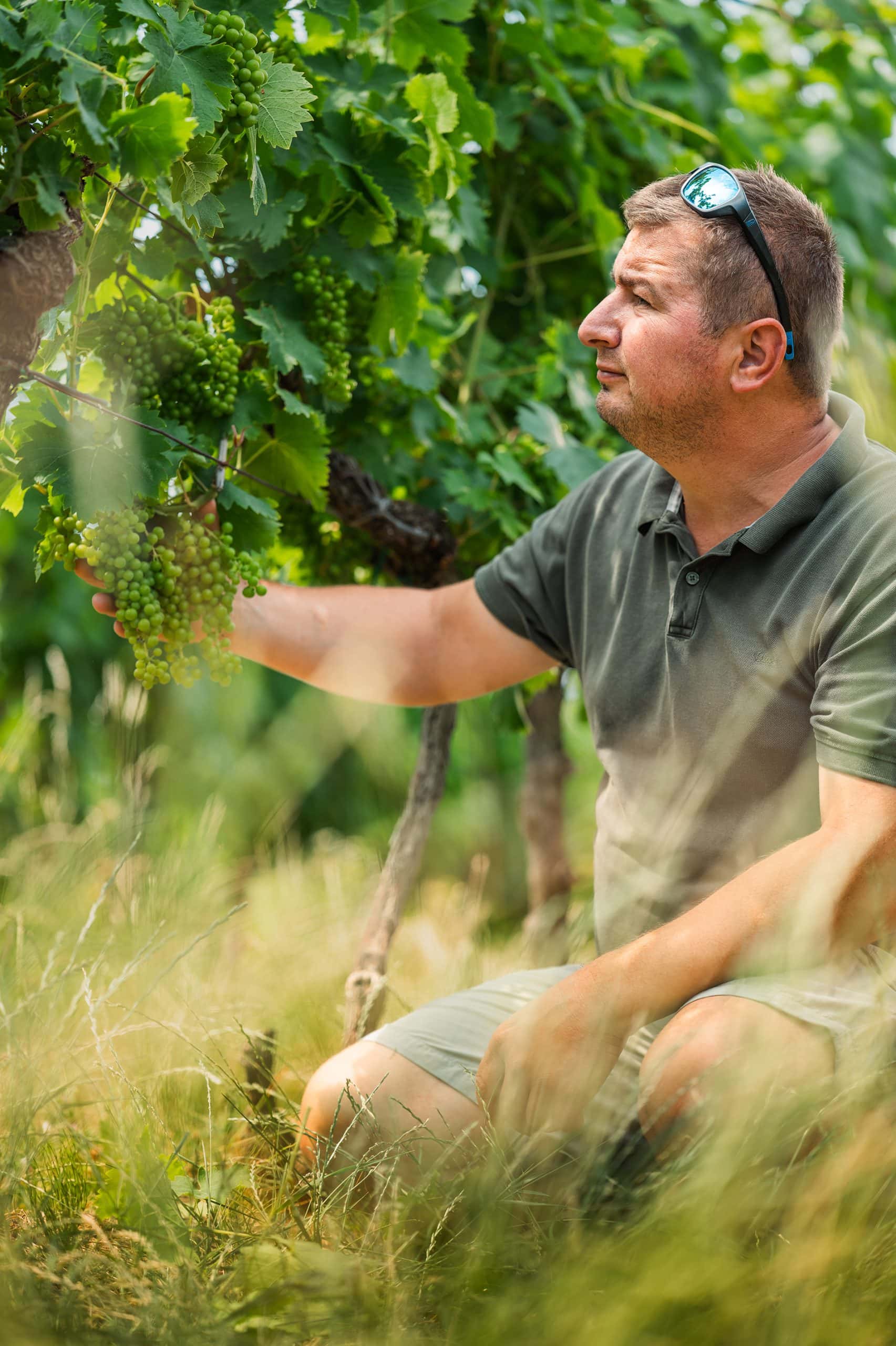 Vinar u branju grožđa u vinogradu s puno zelenih listova.